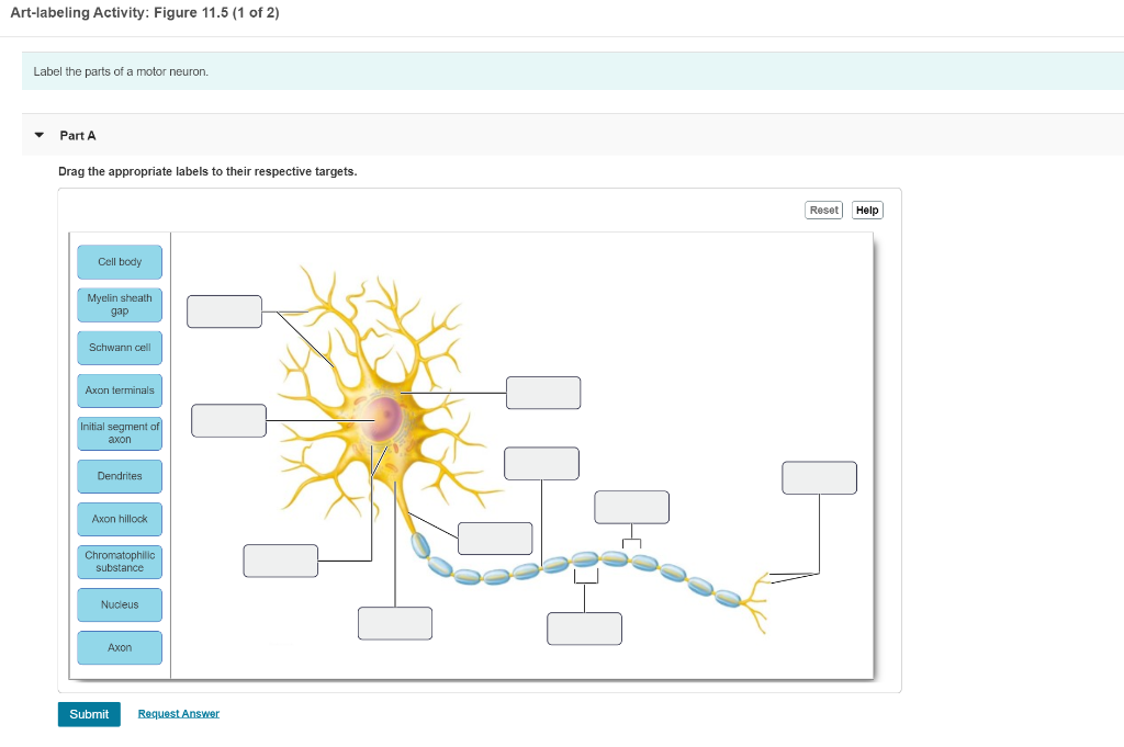 Label The Parts Of A Motor Neuron