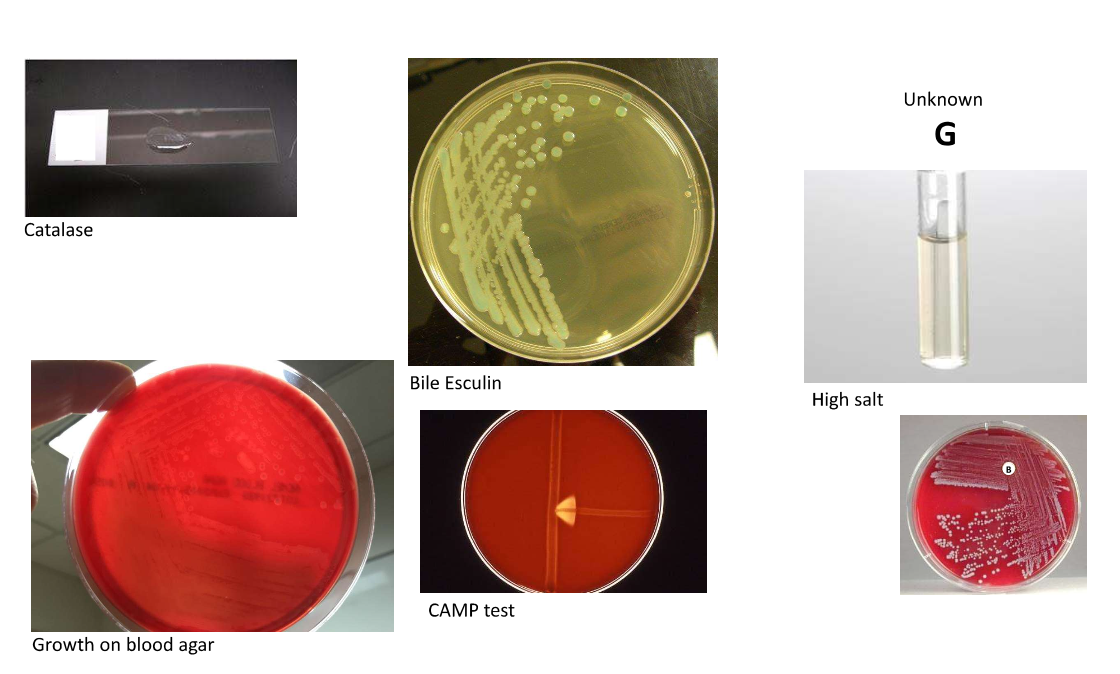 Solved Catalase Mannitol plate Coagulase (Staphyloslide | Chegg.com