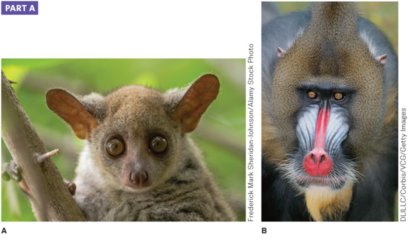 Solved Is primate A nocturnal or diurnal?Group of answer | Chegg.com