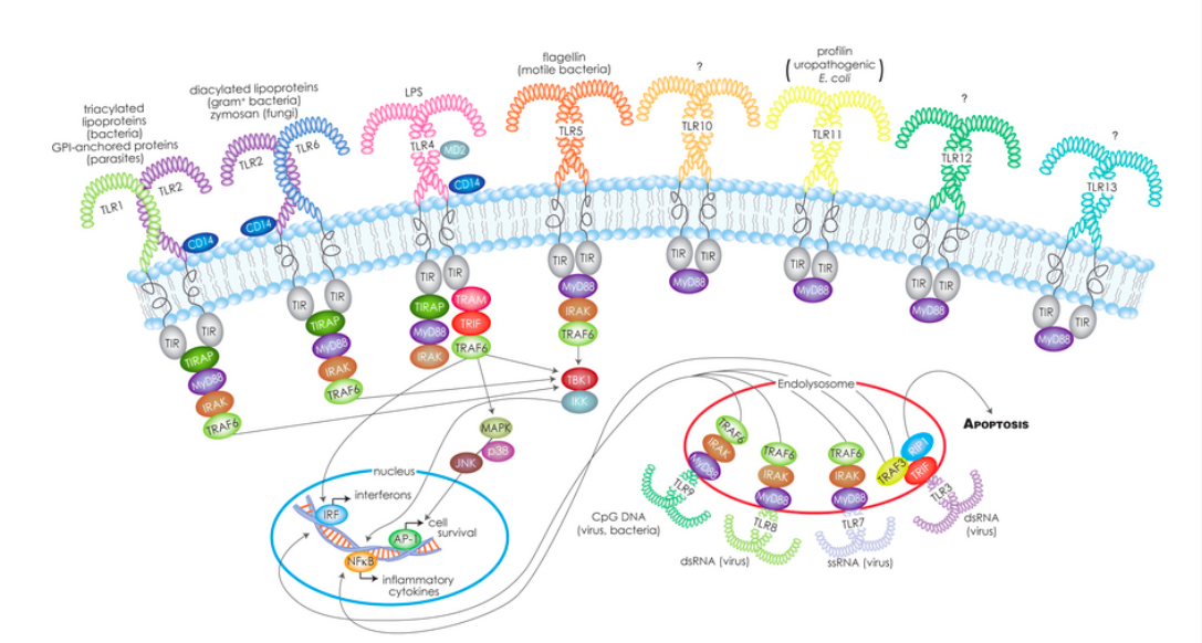 Строение toll-подобных рецепторов. Строение toll-подобных рецепторов схема. Строение Толл подобных рецепторов. Строение TLR иммунология.