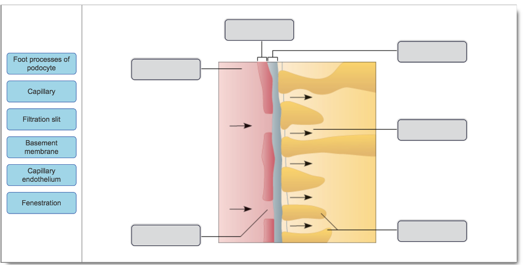 Solved Foot processes of podocyte Capillary Filtration slit