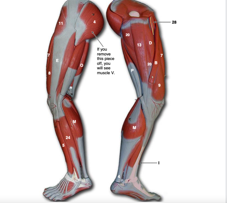 Solved Lab 10 Human Muscles PART II IDENTIFYING MUSCLES
