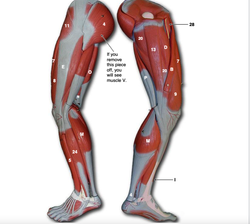 Solved Lab 10: Human Muscles PART II: IDENTIFYING MUSCLES | Chegg.com