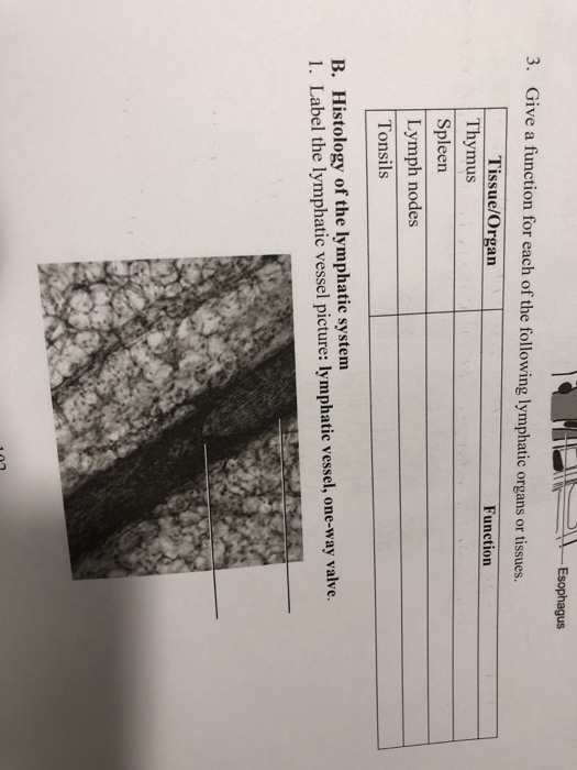 Solved Give The Function For Each Of The Following Lymphatic Chegg