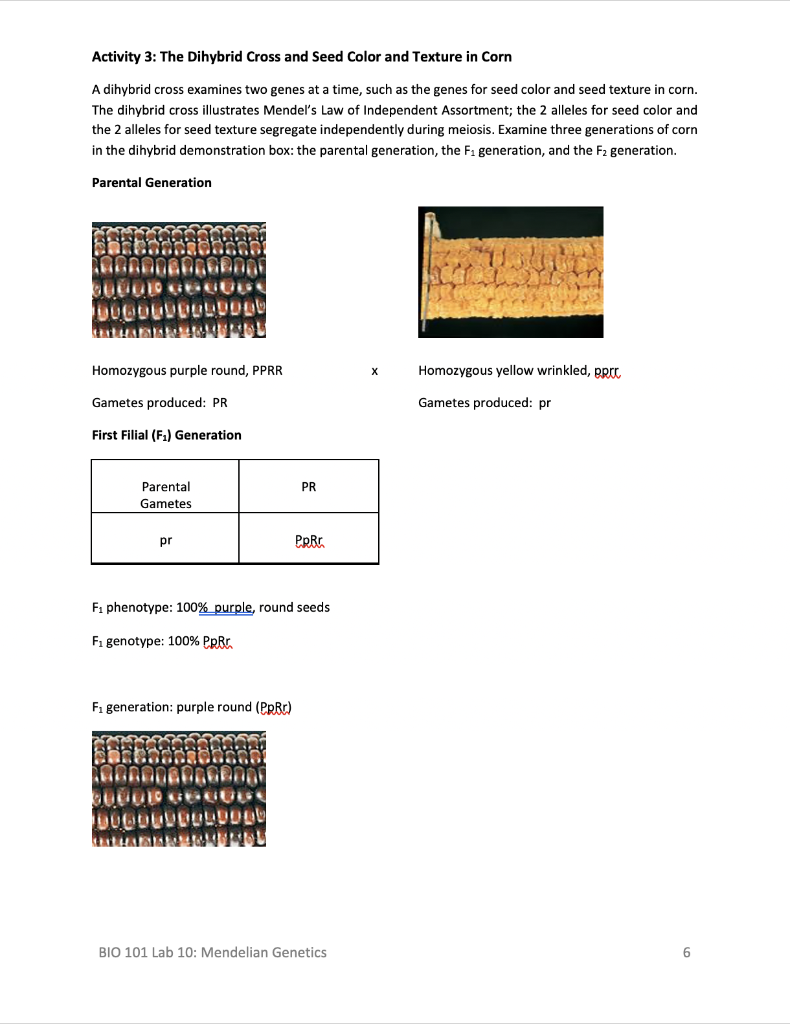 Solved BIO 101 Lab 10: Mendelian Genetics To Submit, Print | Chegg.com