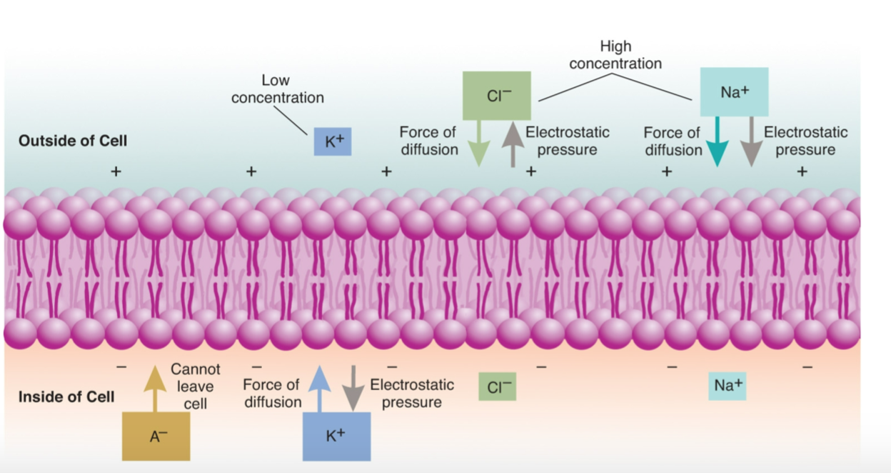 an-example-of-expansion-diffusion