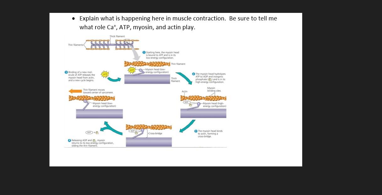 discuss the role of actin myosin and atp in muscle contraction