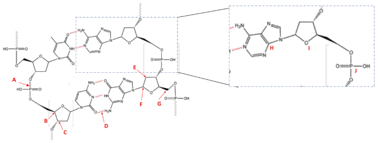 Solved On the diagram of a DNA molecule, match the letters