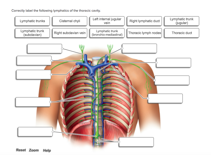 Solved Correctly label the following lymphatics of the | Chegg.com