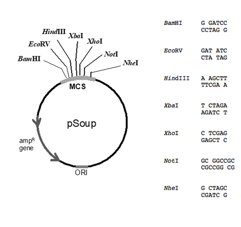Solved You want to drive expression of an Arabidopsis gene,