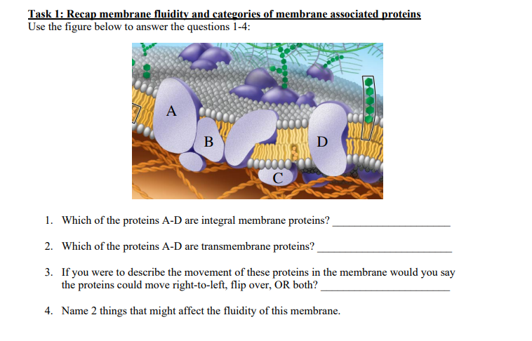 Solved Task 1: Recap membrane fluidity and categories of | Chegg.com