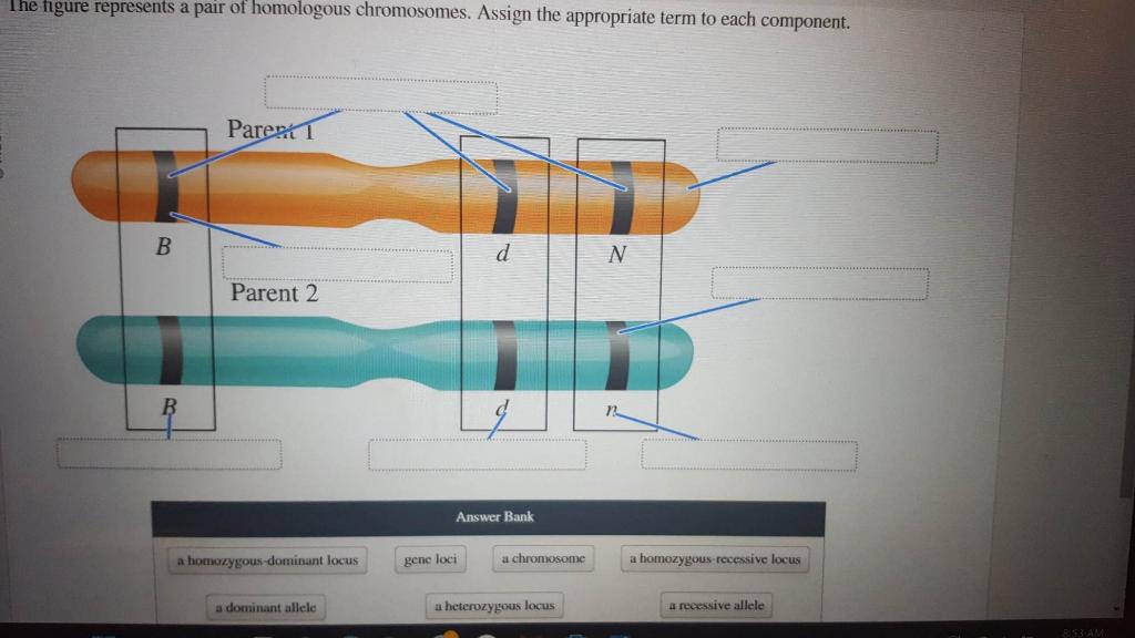 Solved I he figure represents a pair of homologous | Chegg.com