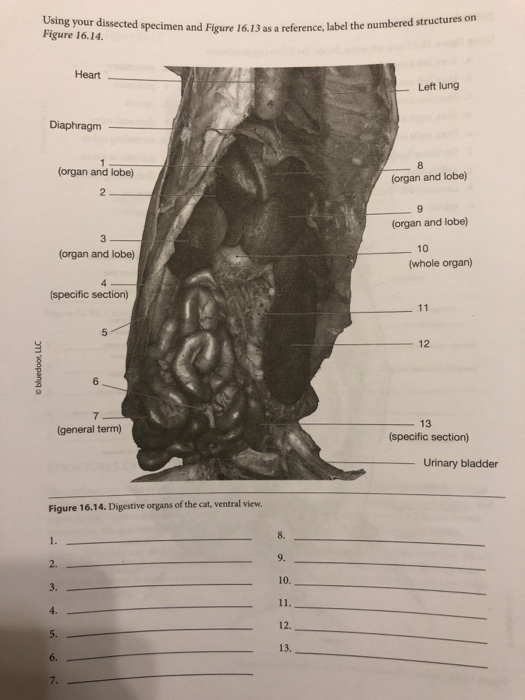 Cat Digestive System Ventral View - toxoplasmosis