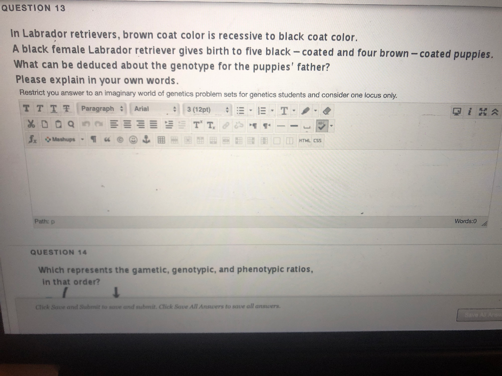 Solved QUESTION 13 In Labrador retrievers, brown coat color