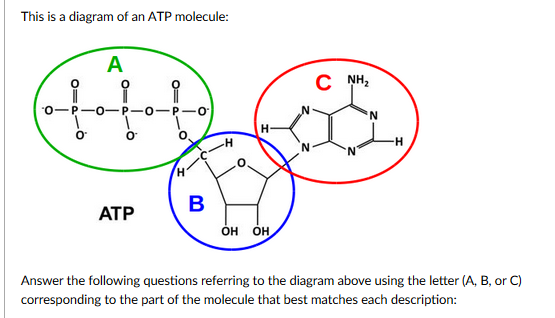 atp diagram