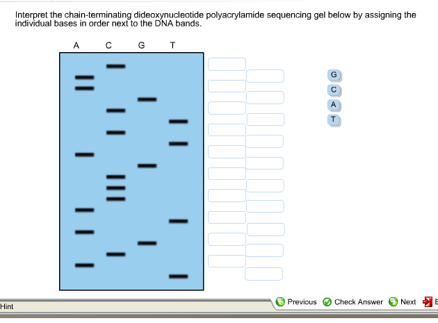 Solved Interpret the chain-terminating dideoxynucleotide | Chegg.com