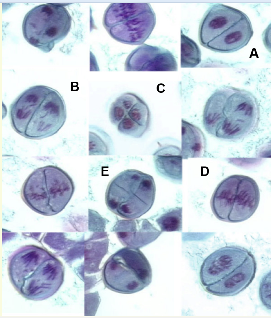 meiosis metaphase 2