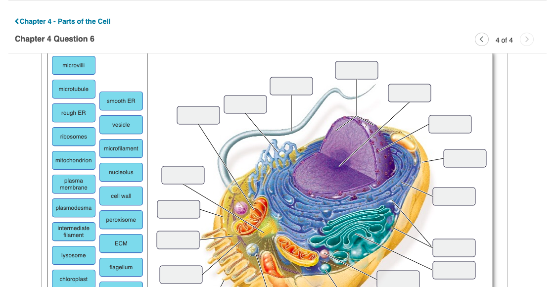 Label The Structures Of The Animal Cell Below Drag Chegg Com