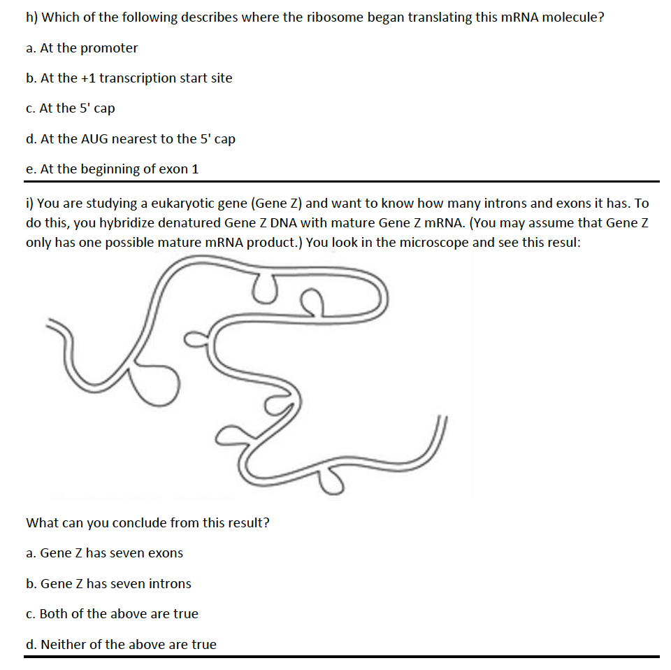Solved The figure below represents a ribosome in the process | Chegg.com