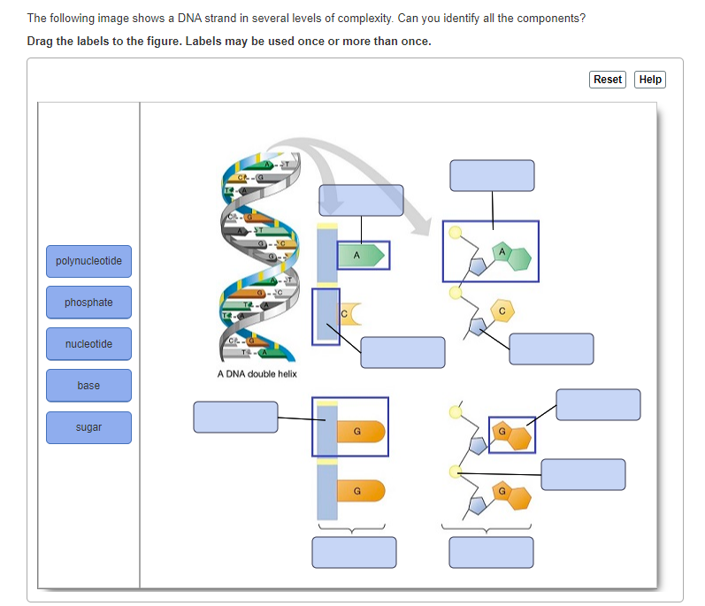 Solved The following image shows a DNA strand in several