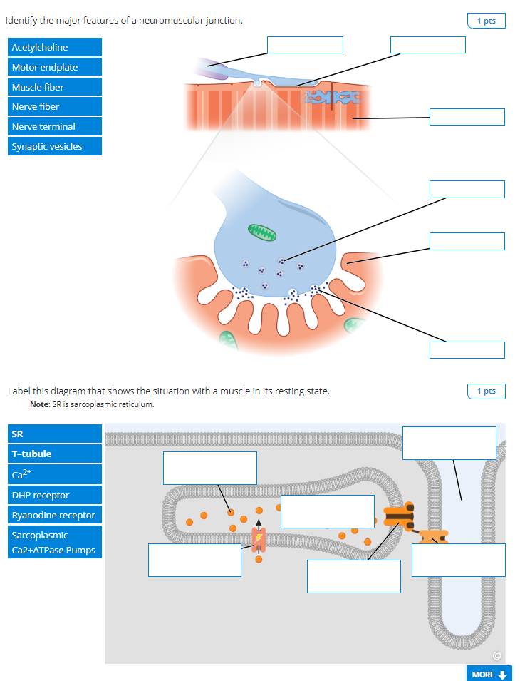 [Solved]: Identify the major features of a neuromuscular