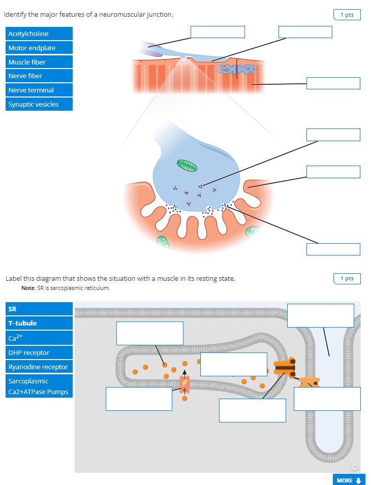 Identify the major features of a neuromuscular junction.
Acetylcholine
Label this diagram that shows the situation with a mus