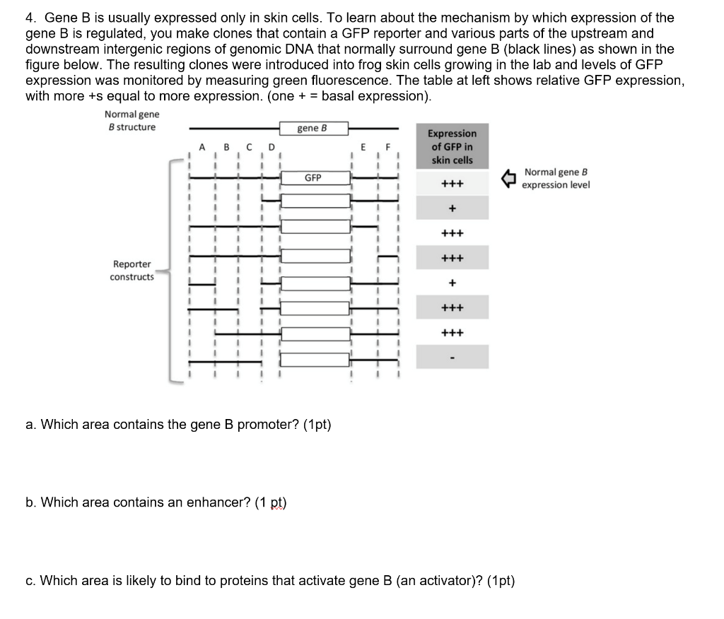 Solved 4. Gene B Is Usually Expressed Only In Skin Cells. To | Chegg.com