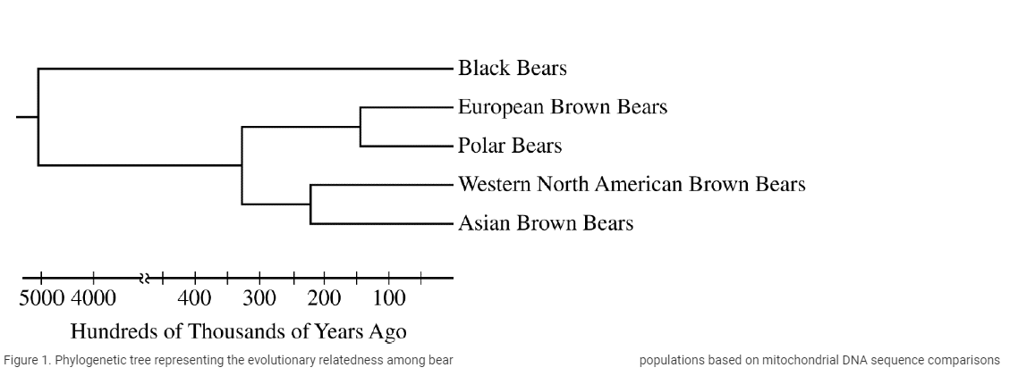 Solved Polar bears are highly adapted for life in cold | Chegg.com