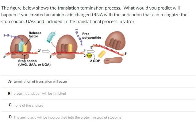 Solved The figure below shows the translation termination | Chegg.com