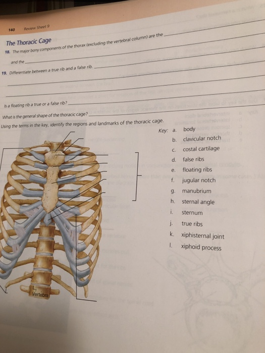 Solved 140 Review Sheet 9 The Thoracic Cage 18. The major | Chegg.com