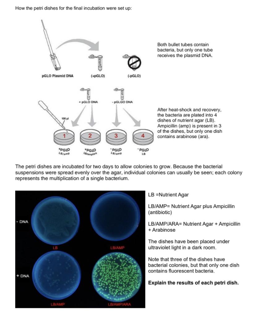 Solved How the petri dishes for the final incubation were
