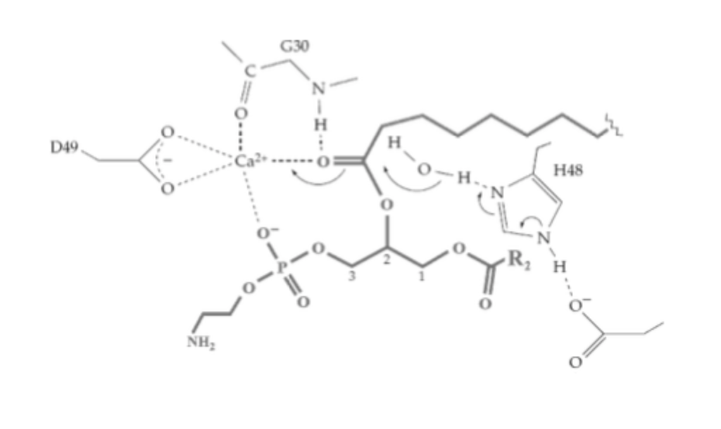 Solved In the half reaction shown below H84, and D99 act | Chegg.com