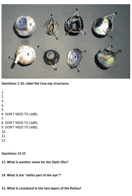 parts of the cow eye