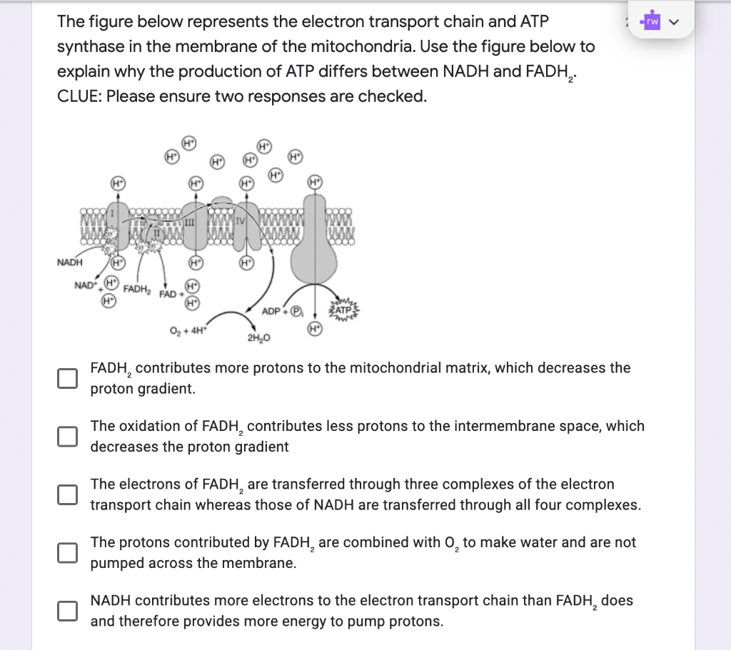 Solved The figure below represents the electron transport | Chegg.com
