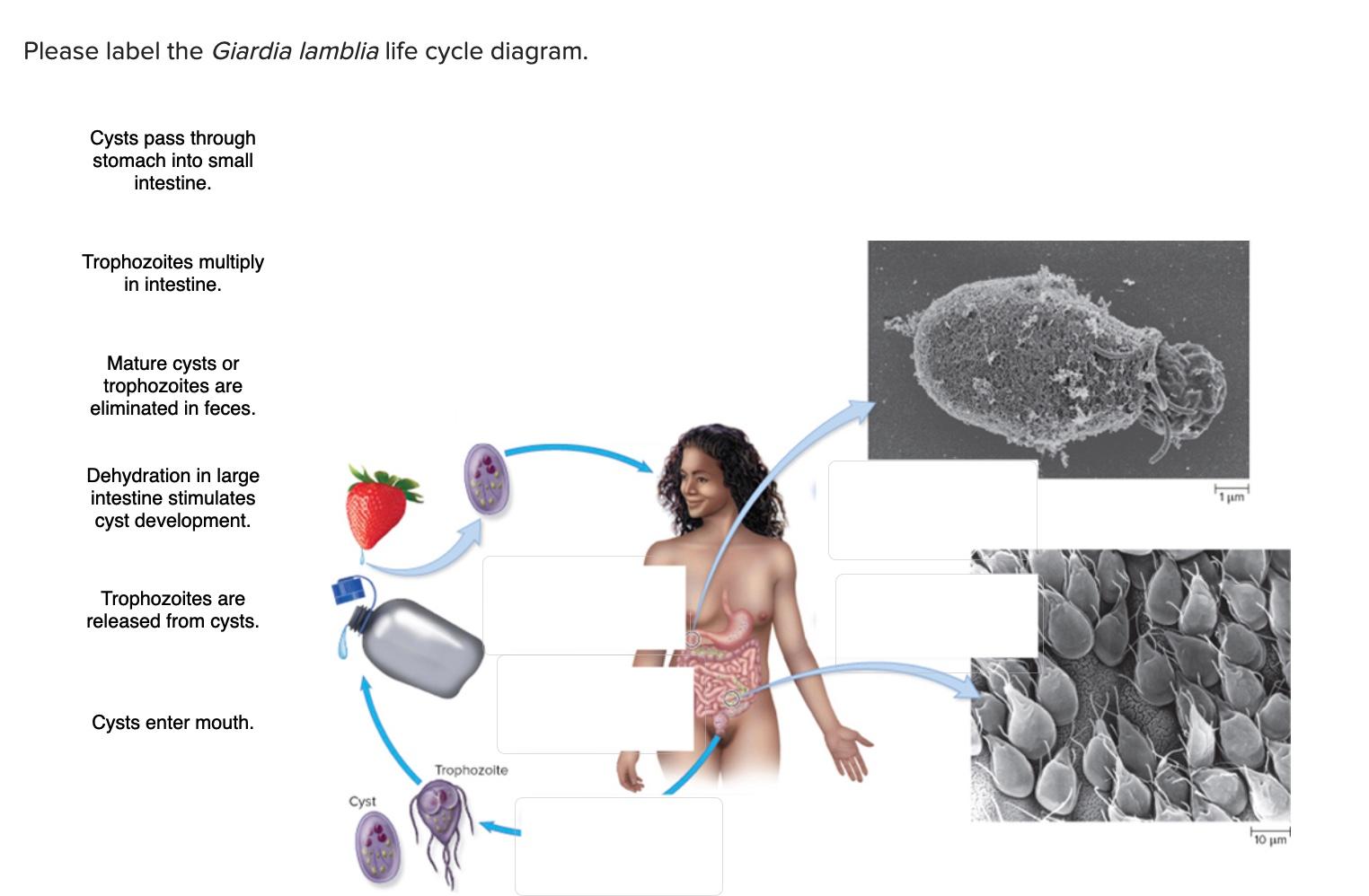 giardia lamblia labeled