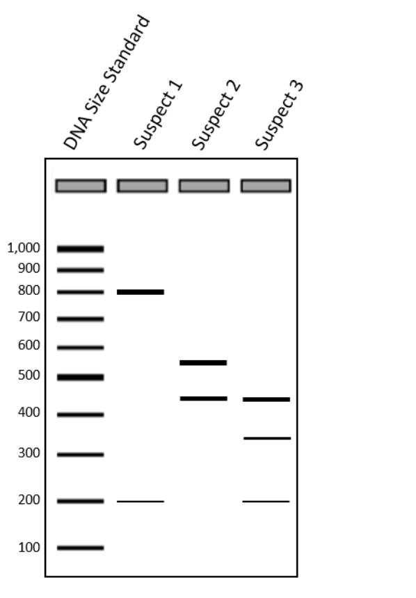 Solved A Dna Sequence Is Amplified By Pcr From A Small 