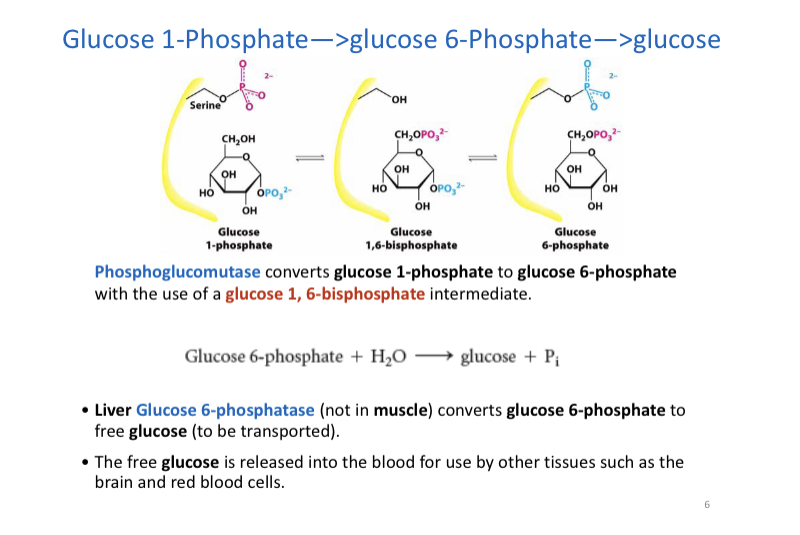 Solved Please describe (1) the three steps of glycogen
