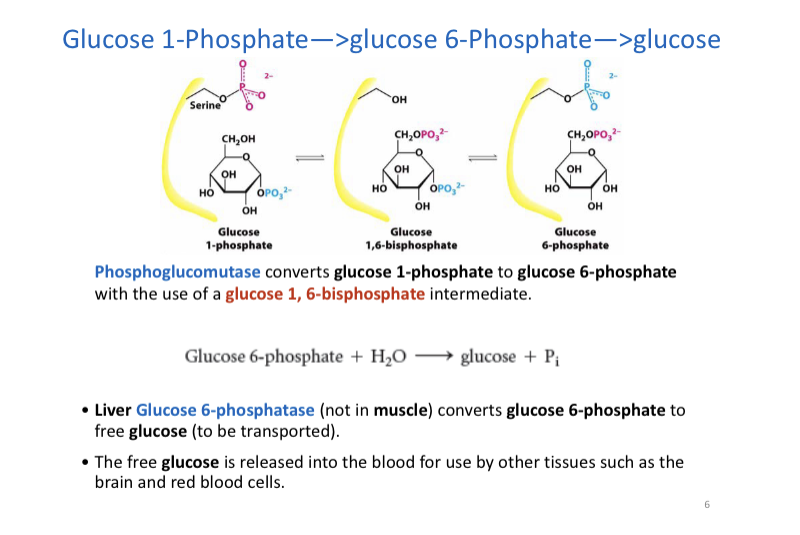 synthesis of glycogen from glucose 6 phosphate