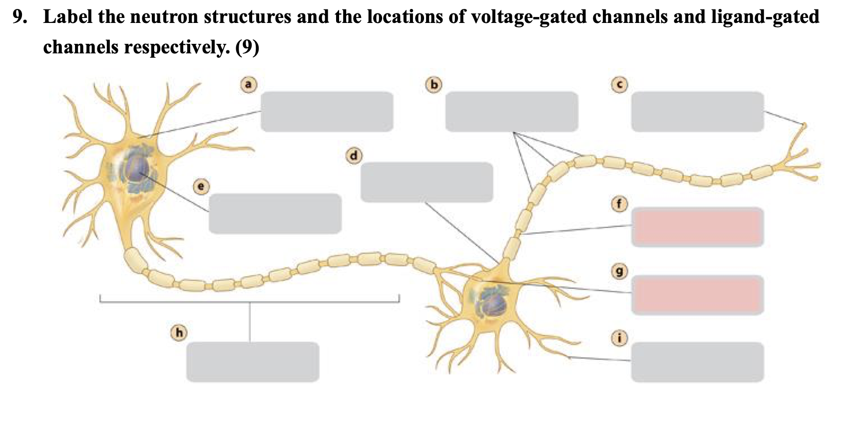 Solved 9. Label the neutron structures and the locations of | Chegg.com