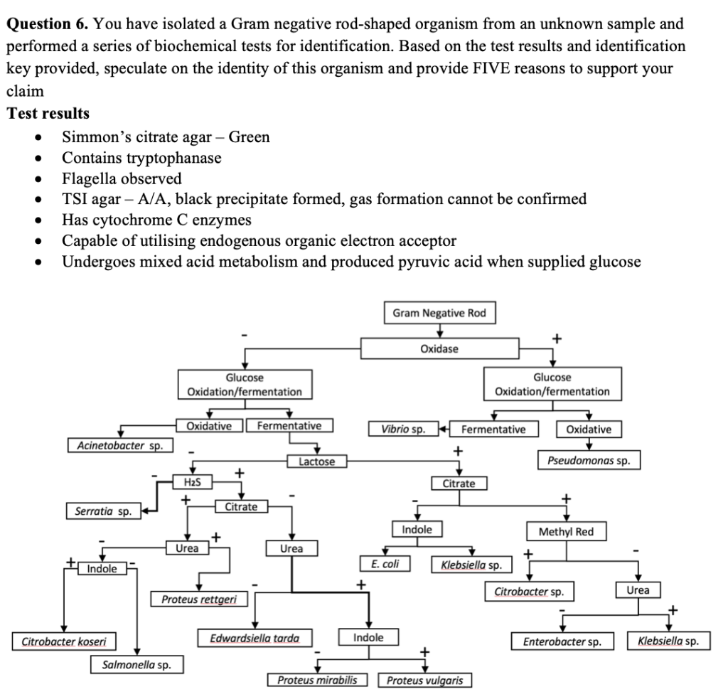 Solved Question 6. You have isolated a Gram negative | Chegg.com