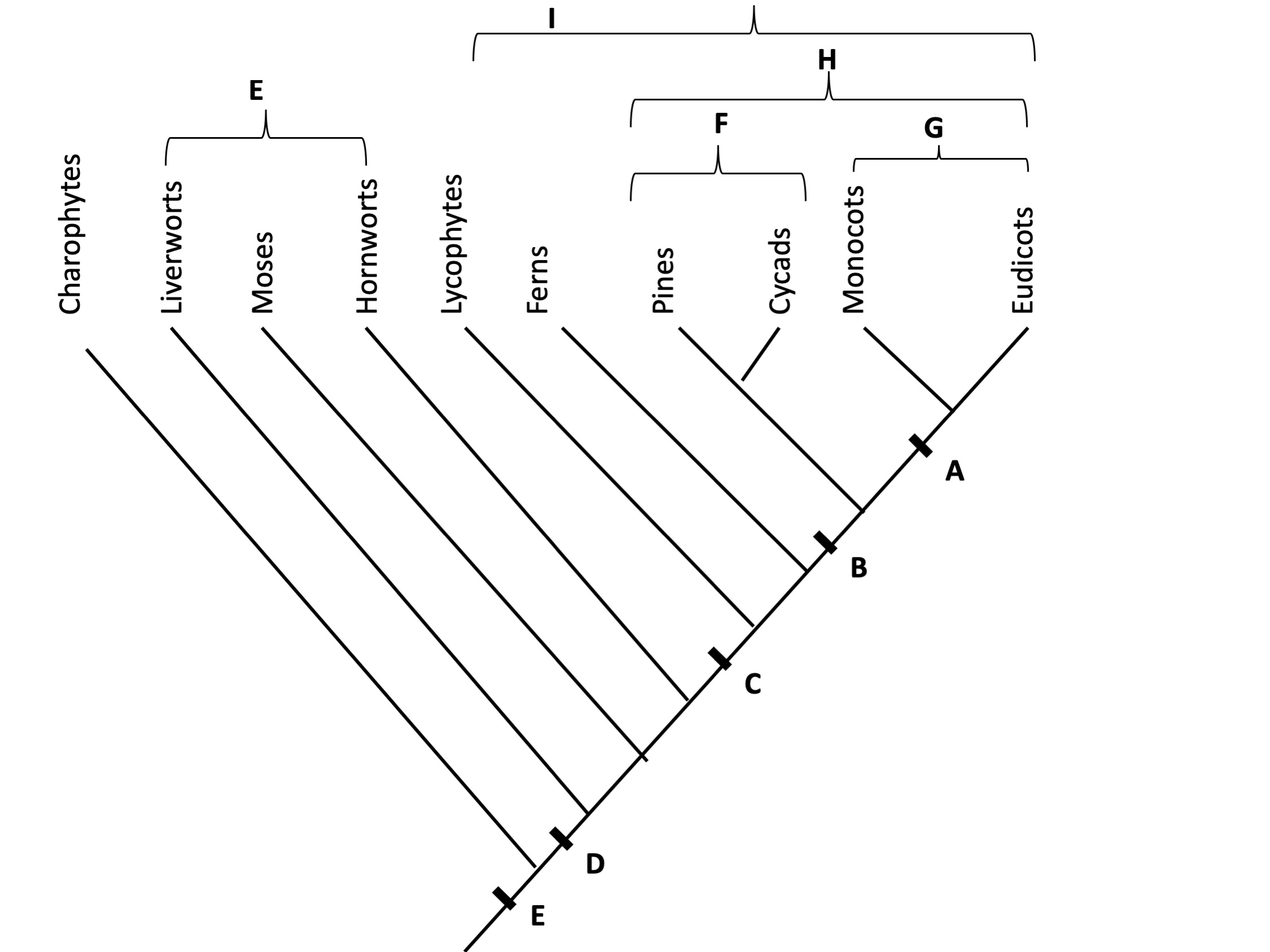 Solved Use the letters on the diagram above to indicate | Chegg.com