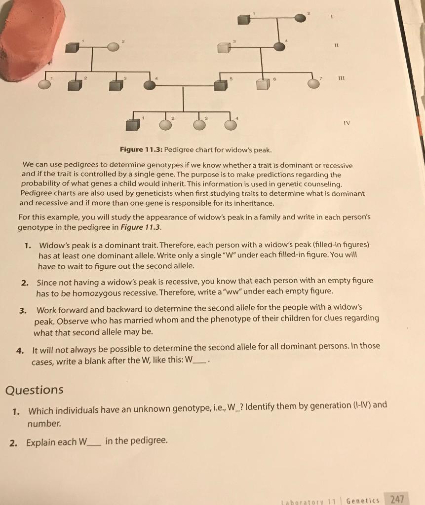 Solved Procedure 11.7 PEDIGREE CHARTS Pedigree charts are | Chegg.com