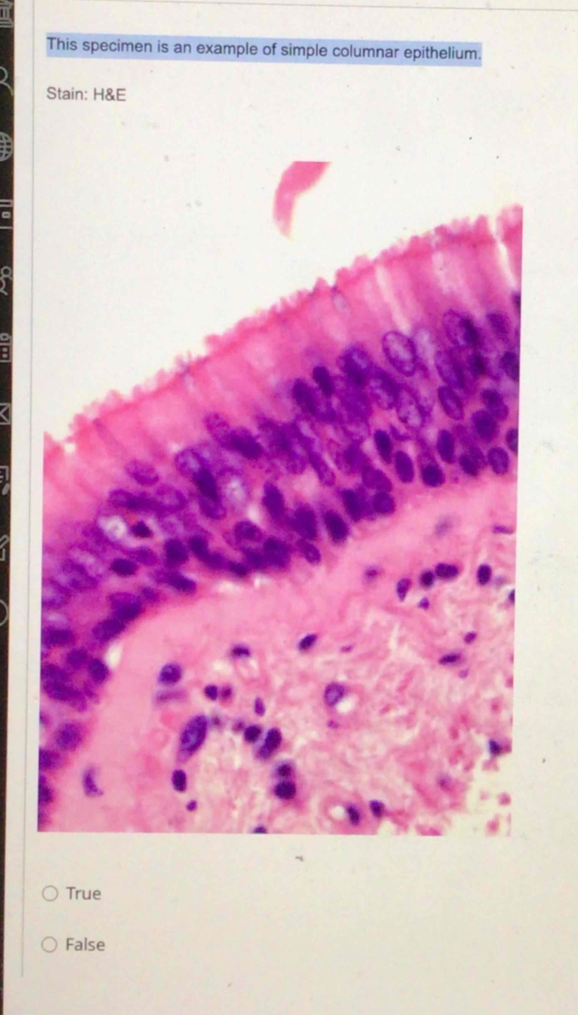 Solved This specimen is an example of simple columnar