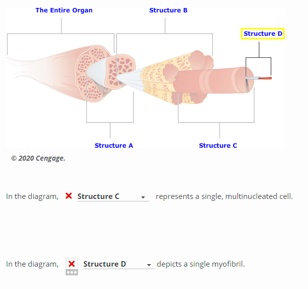 Solved The Entire Organ Structure B Structure D US Structure | Chegg.com