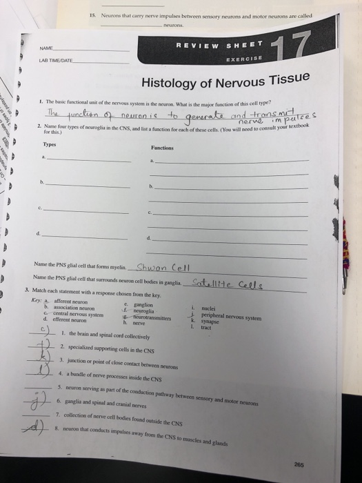 exercise-15-review-sheet-histology-of-nervous-tissue-exercise-poster