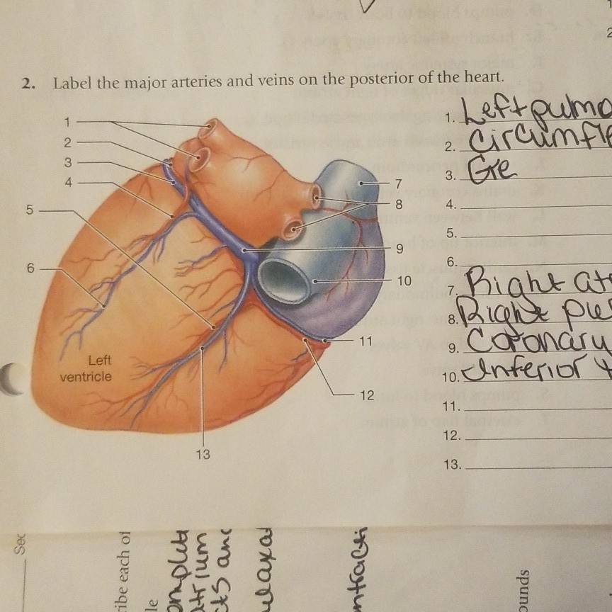 Label Major Arteries And Veins