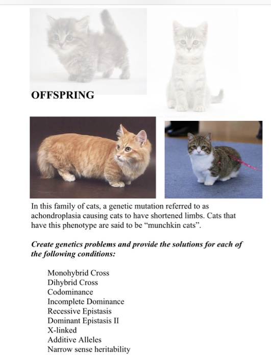 Solved OFFSPRING In this family of cats, a mutation