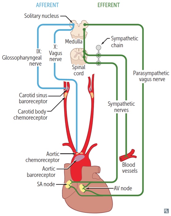 Chemoreceptors Diagram