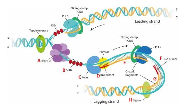 Solved Sequence the order of the events for synthesis of the | Chegg.com