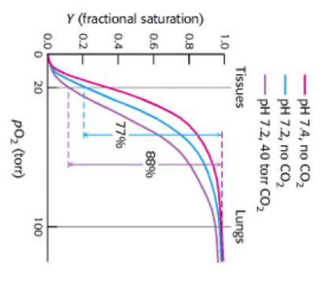 Solved Below is the binding curve diagram for hemoglobin at | Chegg.com